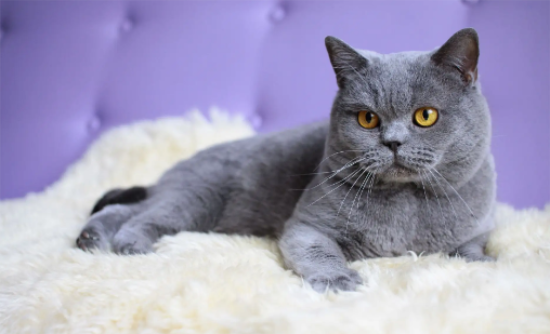 英国短毛猫的特征和特点