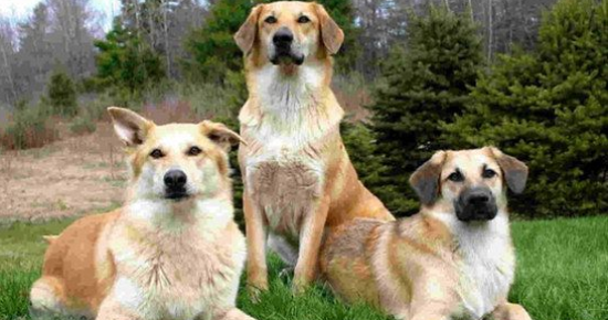 奇努克犬护主训练教程