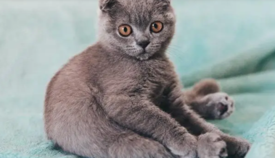 猫泌尿道感染如何合理使用抗菌药