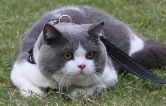 英短猫有什么缺点