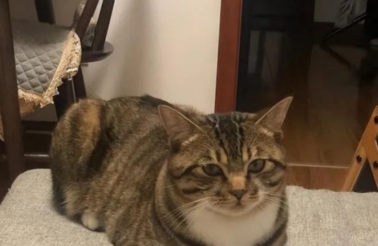 “狸花猫”有这9个表现，说明已经认你为主了！