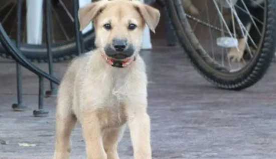 奇努克犬有咽炎怎么办？根据病因采取措施