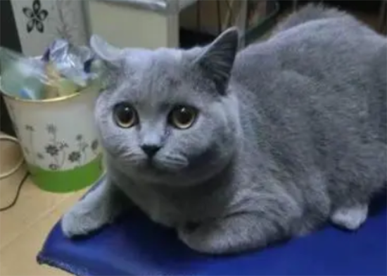 英短蓝猫一般多长时间发一次情啊