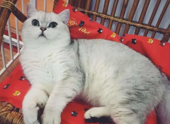 怎么看猫是不是英短猫