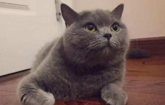 养英短猫的好处和坏处