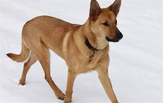 奇努克犬上厕所训练方法？该怎么教它呢？