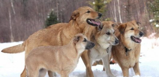 奇努克犬该如何挑选？