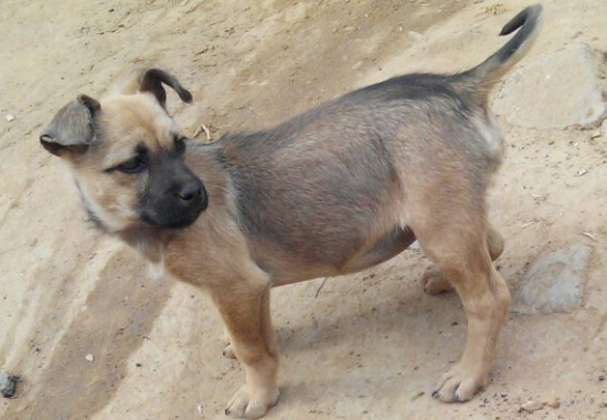 萌宠小知识：奇努克犬怎么修剪指甲？