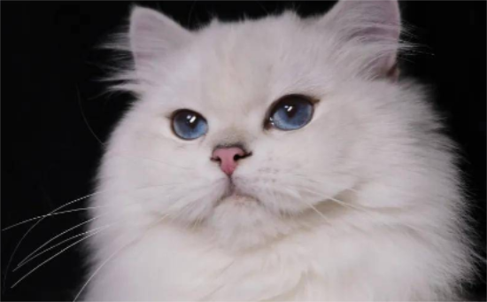 英短猫有哪几种颜色