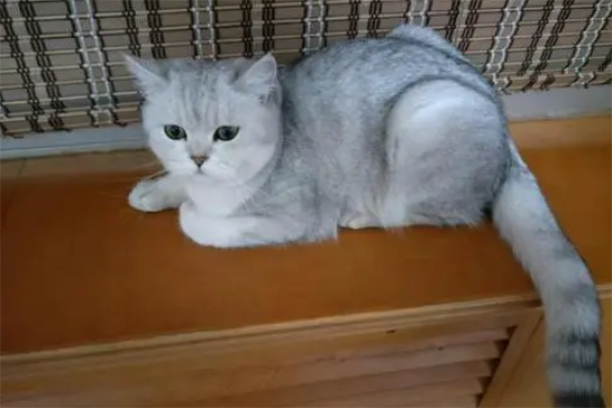银渐层猫贵贱看尾巴