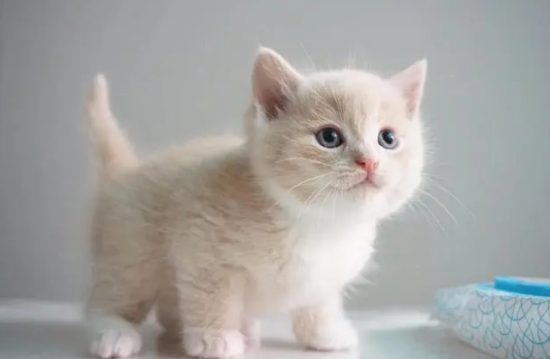 如何判断猫是不是英短