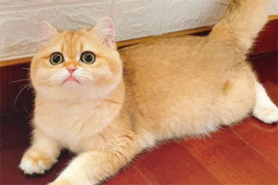 英短猫什么颜色贵