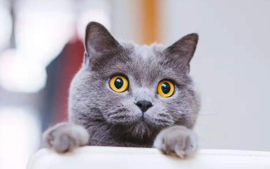 蓝猫多少钱一只
