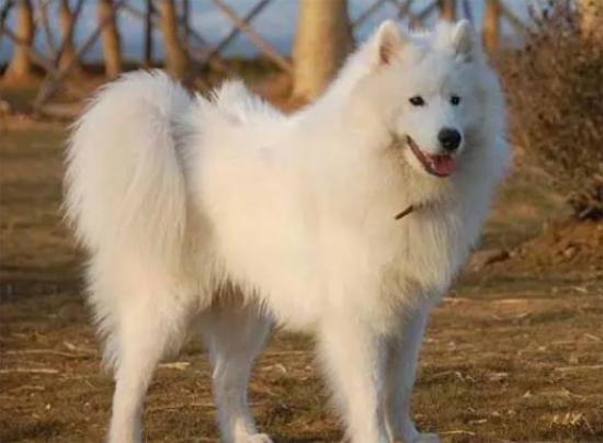 爱斯基摩犬喂养 最好不要只喂单一的食物