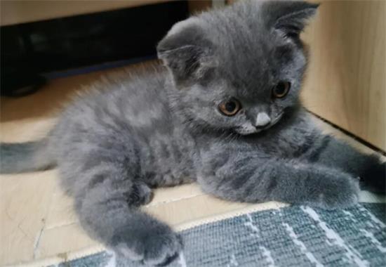 英短蓝猫身上有暗虎斑纹