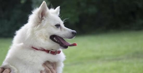 美国爱斯基摩犬如何训练