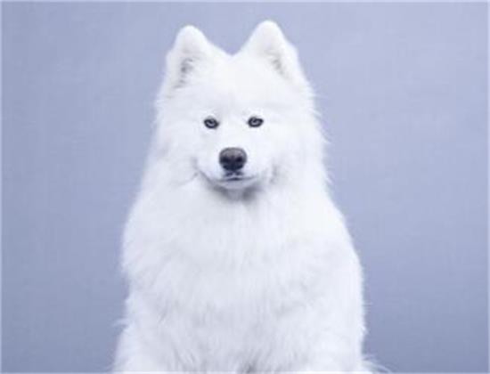 爱斯基摩雪橇犬和萨摩耶有什么区别？