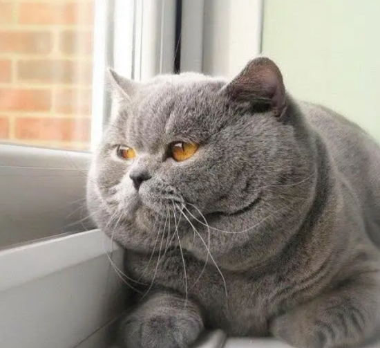 英短猫抓老鼠吗