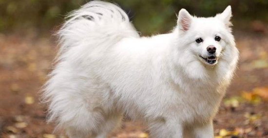 爱斯基摩犬是萨摩吗？成年之后更好区分
