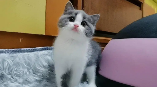 英短蓝白矮脚猫多少钱一只