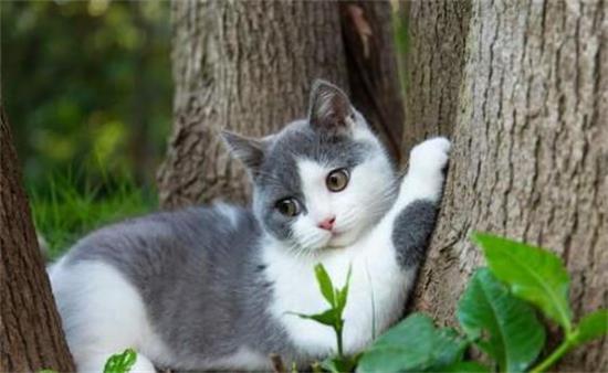 英短公猫好还是母猫好
