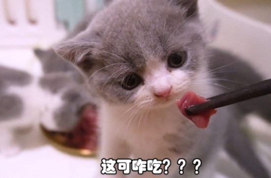 英短猫的优缺点