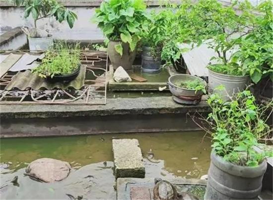你还在用清水养龟？看完泥水养龟你就明白了！