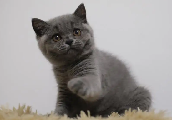 二个月的英短蓝猫能吃鸡蛋吗