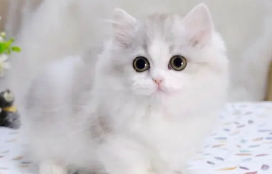 拿破仑猫与英短的区别
