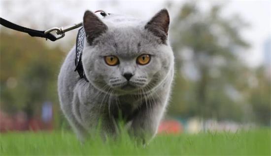 高地蓝猫贵还是英短蓝猫贵