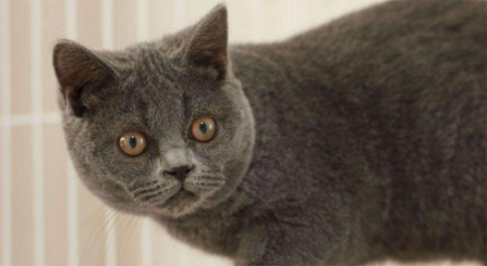 英短蓝猫一般多少钱一只