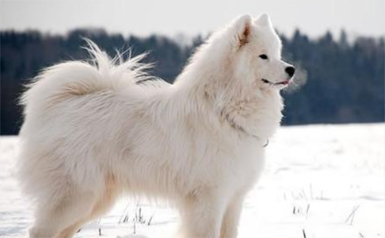 宠物价格：美国爱斯基摩犬多少钱一只？