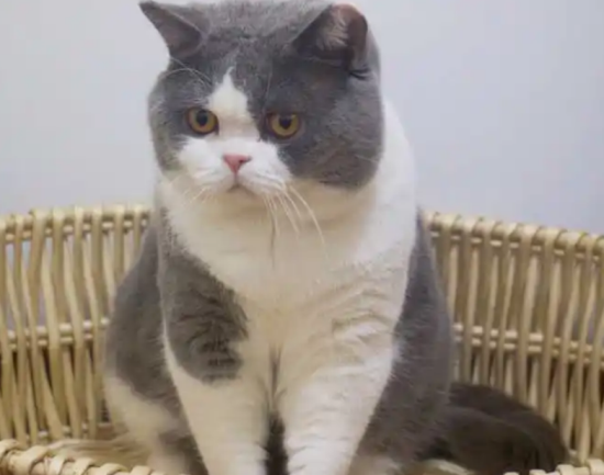 怎么看英短蓝白纯不纯种