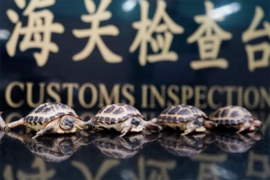 江门海关截获入侵物种红耳彩龟