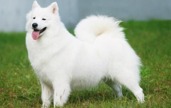 如何从外貌体态选购美国爱斯基摩犬？可以参考这五点