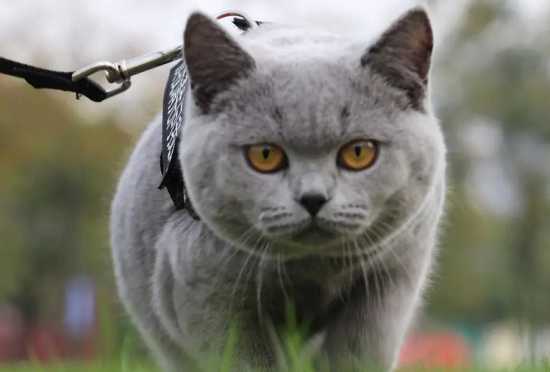 英短蓝猫记仇的表现