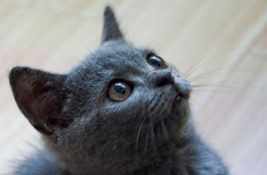 英短蓝猫的优缺点
