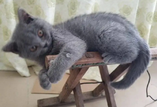 卡尔特猫和英短的区别有哪些