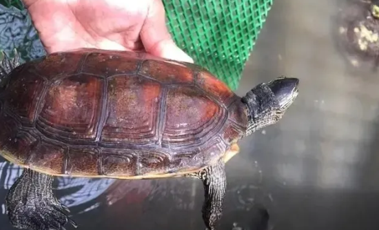夏季养龟，需要特别注意的几个事项！