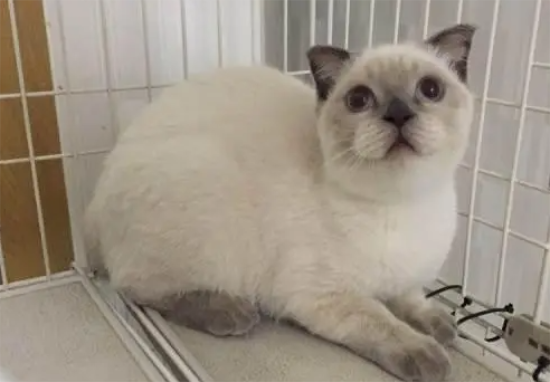 重点色英短猫多少钱一只