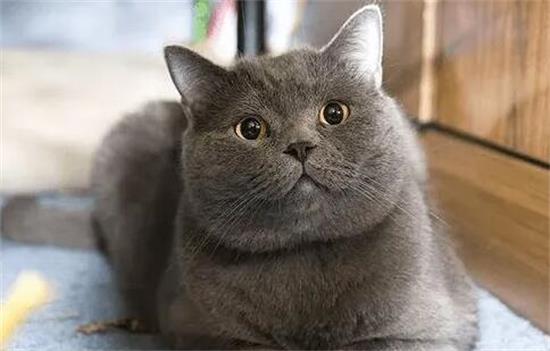 英短猫都有哪些品种