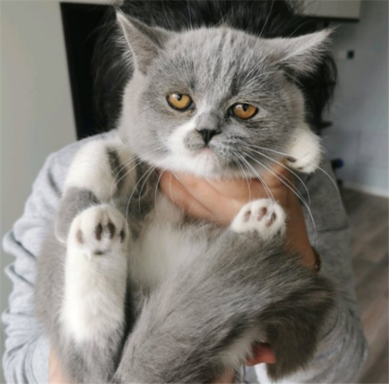 英国短毛猫的缺点是什么