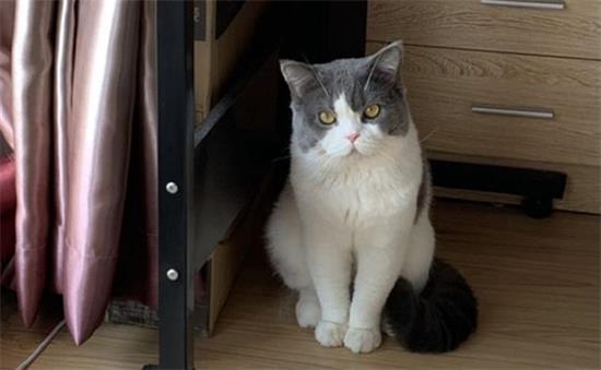 怎么看英国短毛猫多大了