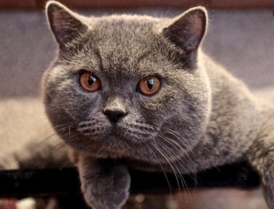 养英短猫十大禁忌