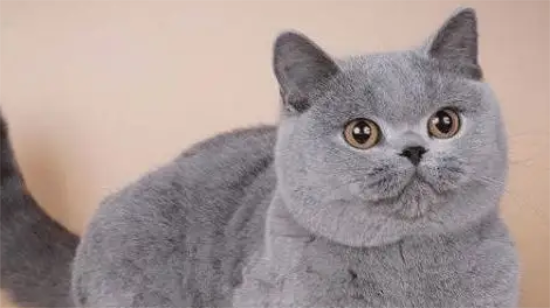 英国短毛猫太瘦了怎么才能养得胖点