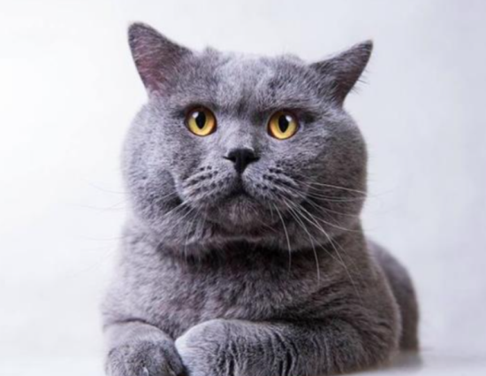 养英短猫需要注意什么