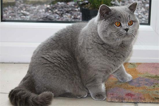 英国短毛猫外形特征