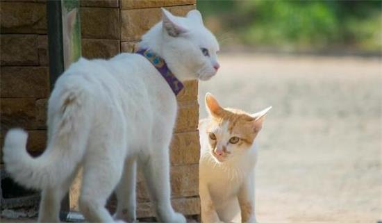 最受欢迎的3种宠物猫：布偶猫最美，英短猫咪最喵美价廉！