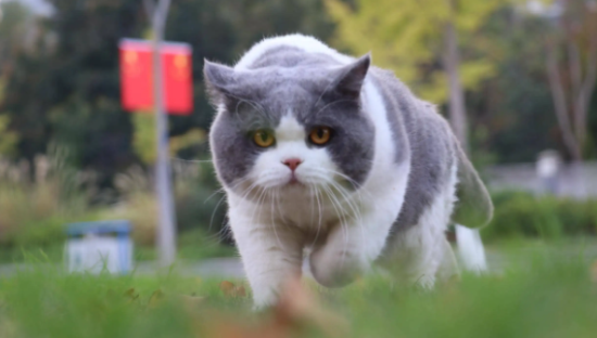 英短蓝猫为什么不建议养