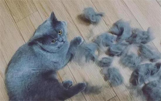 英短猫掉毛严重怎么解决